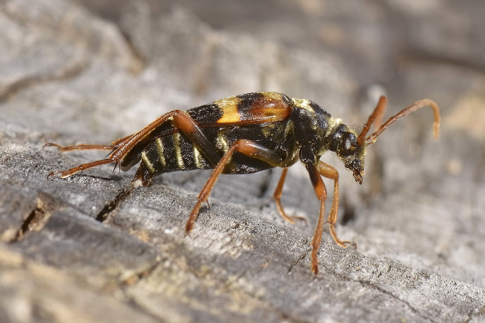 Leptura aurulenta in deposizione